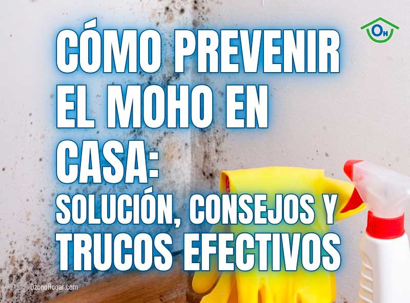 ¿Cómo evitar el moho? Consejos y trucos para prevenirlo